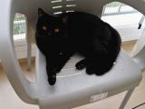 British Shorthair aşıları Tam Karnesi Var