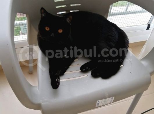 British Shorthair Aşıları Tam Karnesi Var