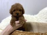 Red Brown Toy Poodle Yavrular