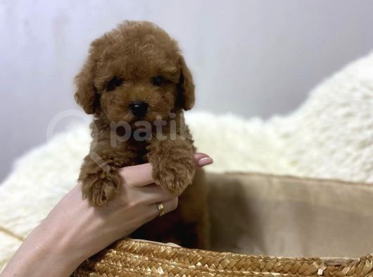 Red Brown Toy Poodle Yavrular