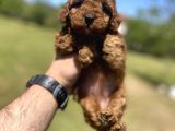 Red Brown Di̇şi̇ Toy Poodle Yavrumuz