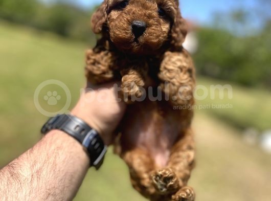 Red Brown Di̇şi̇ Toy Poodle Yavrumuz görsel