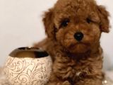 Toy Poodle Yavrularimiz