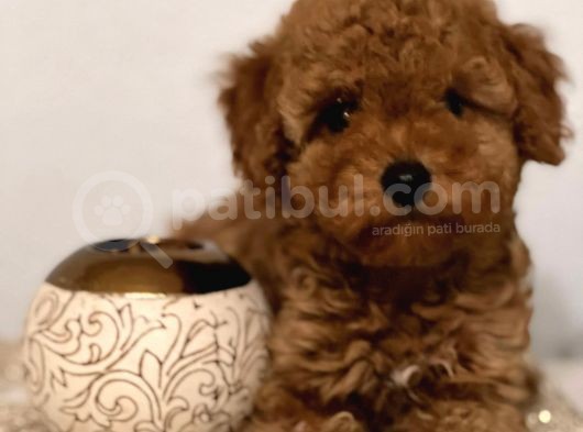 Toy Poodle Yavrularimiz