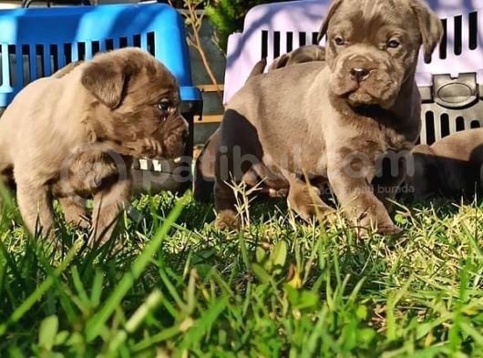 Cane Corso Yavrular görsel