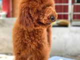 Red Brown Standart Dev Poodle