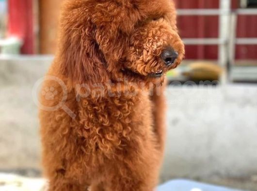 Red Brown Standart Dev Poodle