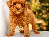 Red Brown Toy Poodle