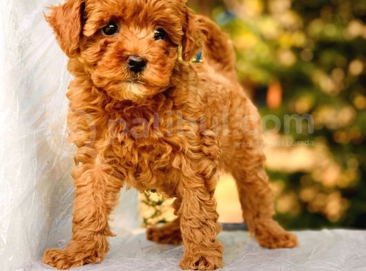 Red Brown Toy Poodle görsel