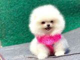 Pomeranian Boo Teddy Face Dişi Yavrumuz