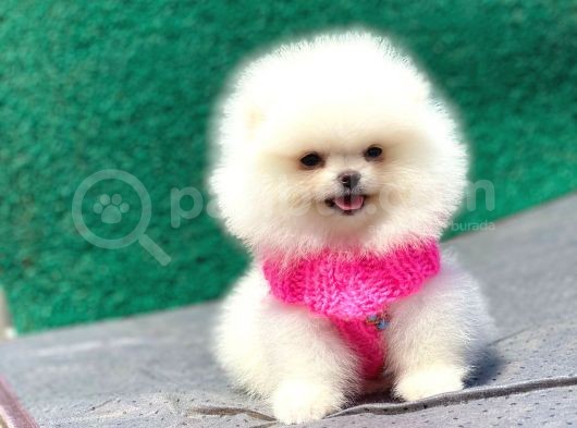 Pomeranian Boo Teddy Face Dişi Yavrumuz görsel