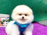 Pomeranian Boo Teddy Face Erkek Yavrumuz