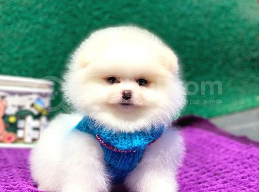 Pomeranian Boo Teddy Face Erkek Yavrumuz görsel