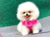 Pomeranian Boo Teddy Face Dişi Yavrumuz
