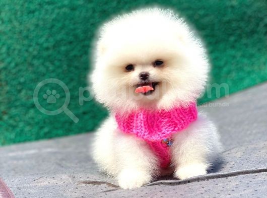 Pomeranian Boo Teddy Face Dişi Yavrumuz