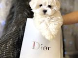 Mini Boy Maltese Sevimli Yavrular
