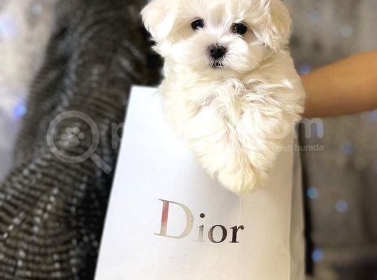 Mini Boy Maltese Sevimli Yavrular görsel