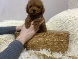 Red Brown Toy Poodle Yavrular