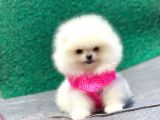 Pomeranian Boo Teddy Face Dişi Yavrumuz
