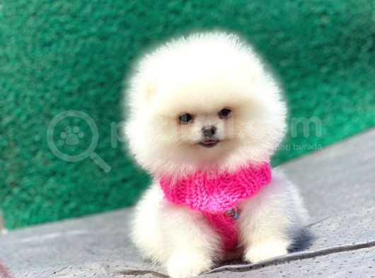Pomeranian Boo Teddy Face Dişi Yavrumuz görsel