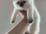 British Shorthair Blue Point Çikolata