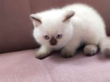 British Shorthair Blue Point Çikolata