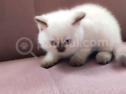 British Shorthair Blue Point Çikolata görsel