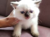 British Shorthair Blue Point Çikolata