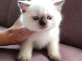 British Shorthair Blue Point Çikolata