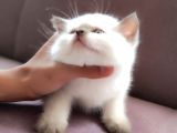 British Shorthair Blue Point Çikolata