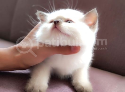 British Shorthair Blue Point Çikolata görsel