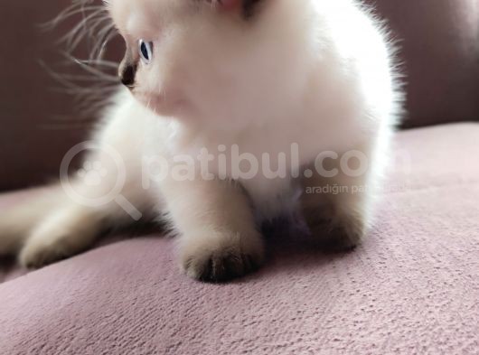 British Shorthair Blue Point Çikolata görsel
