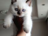 British Shorthair Blue Point Çikolata