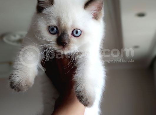 British Shorthair Blue Point Çikolata görsel