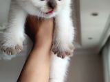 British Shorthair Blue Point Çikolata