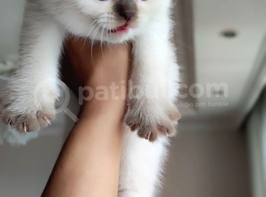 British Shorthair Blue Point Çikolata görsel