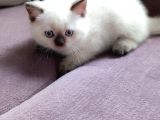 British Shorthair Blue Point Çikolata