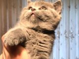 Top Kafa Brisith Shorthair Dişi Yavru