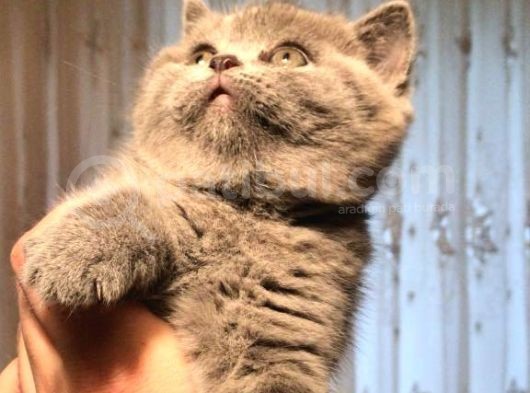 Top Kafa Brisith Shorthair Dişi Yavru görsel