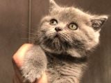 Top Kafa Brisith Shorthair Dişi Yavru