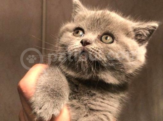 Top Kafa Brisith Shorthair Dişi Yavru