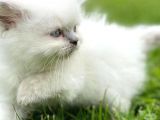 Longhair Blue Point Secereli Erkek