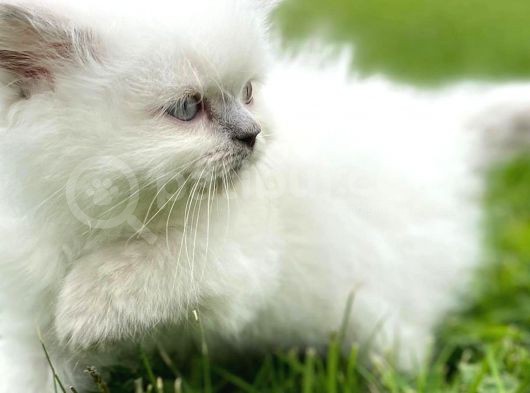 Longhair Blue Point Secereli Erkek görsel