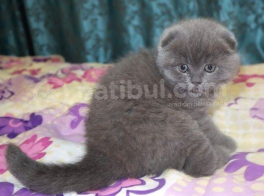 Efsane Scotti̇sh Fold görsel