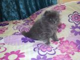 Efsane Bri̇ti̇sh Longhai̇r