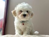 Sevi̇mli̇ Maltese Terri̇er
