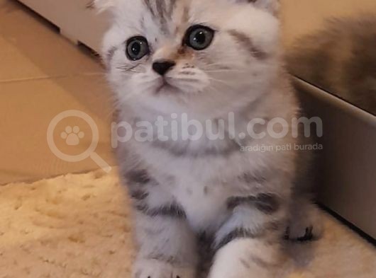 Top Kafa Anne Altından Scotish Fold Yavru