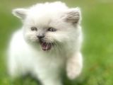 Longhair Blue Point Secereli Erkek