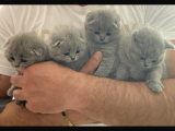 Secereli̇ Yavru Kedi̇ler