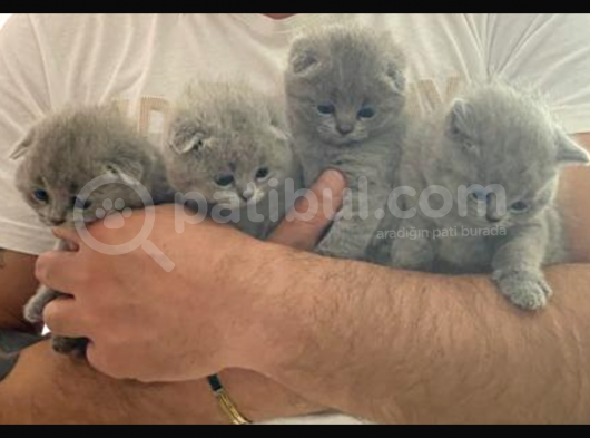 Secereli̇ Yavru Kedi̇ler görsel